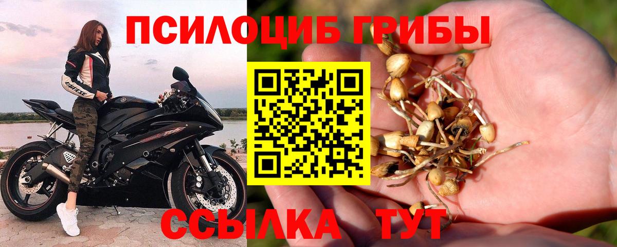 Псилоцибиновые грибы прущие грибы  Псилоцибиновые грибы Psilocybine cubensis  цена   Бердск 