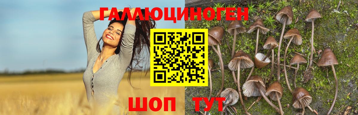 Бердск  Галлюциногенные грибы MAGIC MUSHROOMS  Вход с VPN 